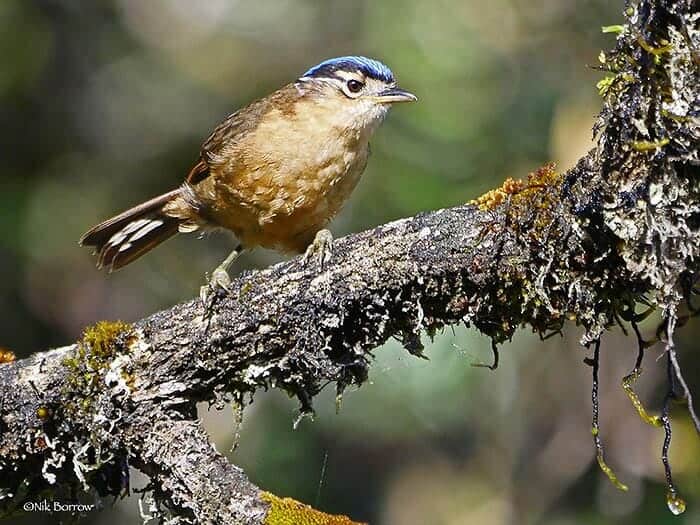 Blue Capped Ifrita (Poison Bird) Blue Capped Ifrita (Poison Bird)