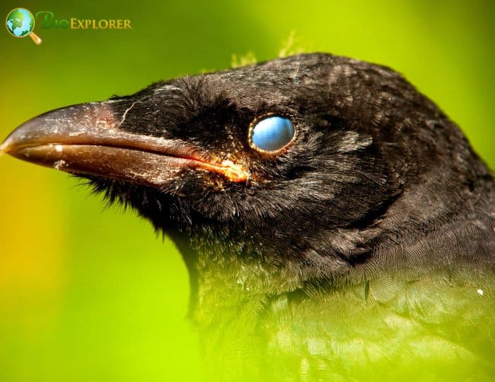 Carrion Crows Cunning Foragers Carrion Crows Cunning Foragers