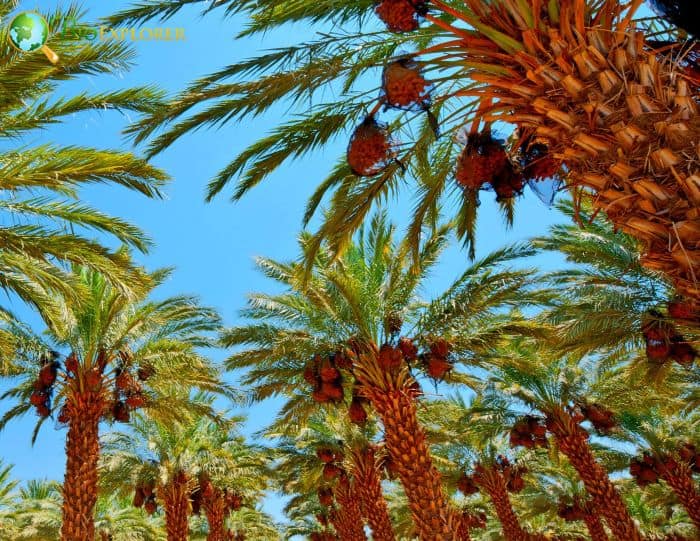 Date Palms