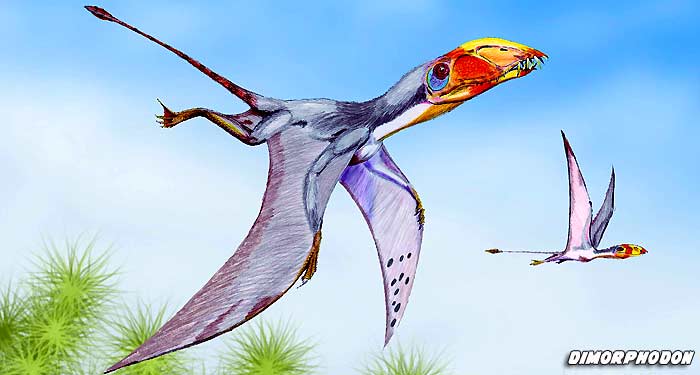 Pterodactyls, Pteranodons and Dimorphodons - The Ivory Bill