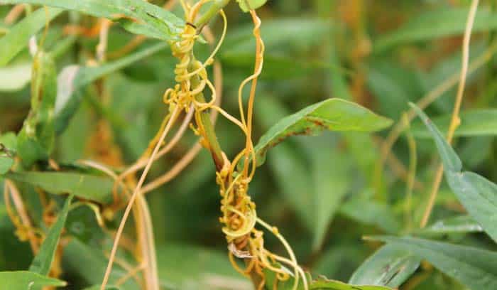 Dodder Plant Dodder Plant
