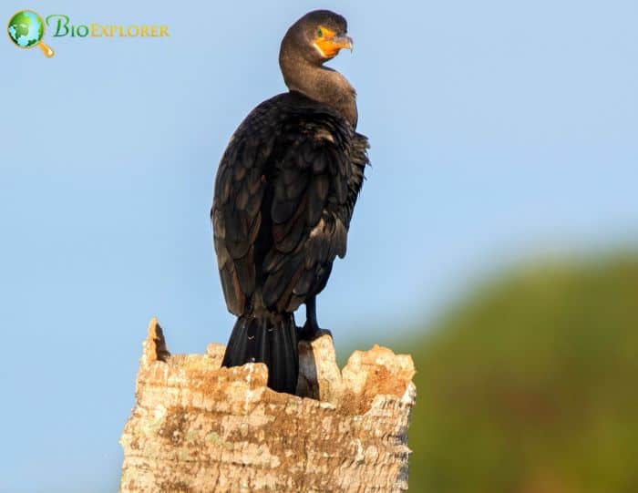 Double-crested Cormorants have creches Double-crested Cormorants have creches