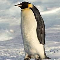Emperor Penguin Emperor Penguin