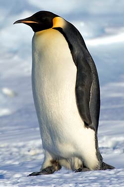 Emperor Penguin Emperor Penguin