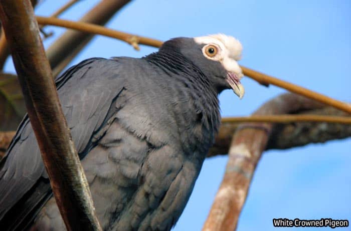 Florida white-crowned pigeon Florida white-crowned pigeon