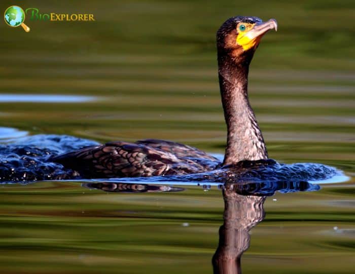 Great Cormorants put on weight for diving Great Cormorants put on weight for diving