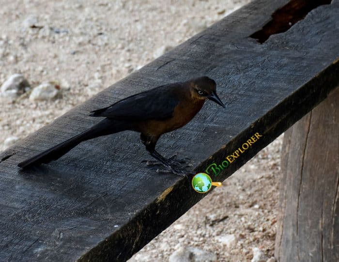 Great Tailed Grackles Are Highly Sociable Great Tailed Grackles Are Highly Sociable