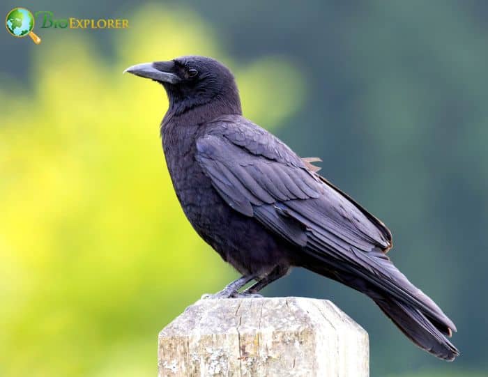 Impact Of Northwestern Crows