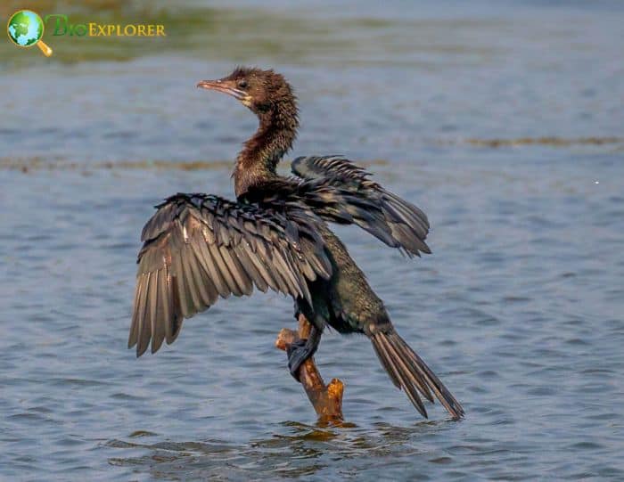 Little Cormorants Are Fun To Observe Little Cormorants Are Fun To Observe