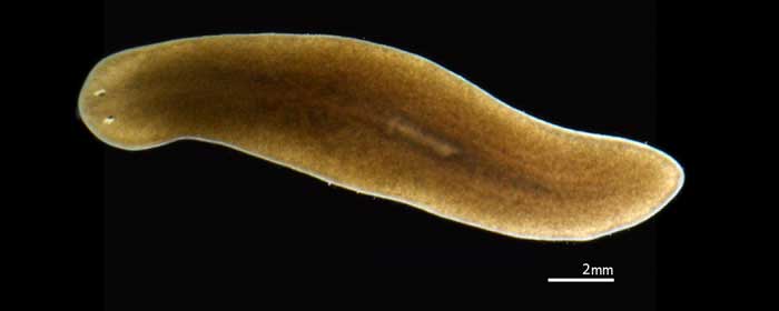 Parasitic Flatworms Parasitic Flatworms