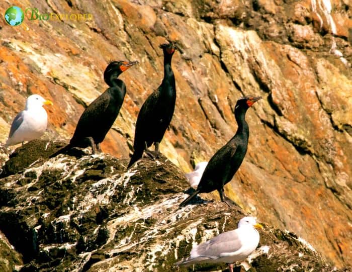 Pelagic Cormorants Prefer Private Life Pelagic Cormorants Prefer Private Life
