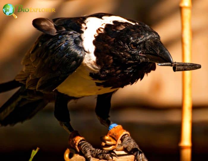 Pied Crows Are Intelligent Pied Crows Are Intelligent