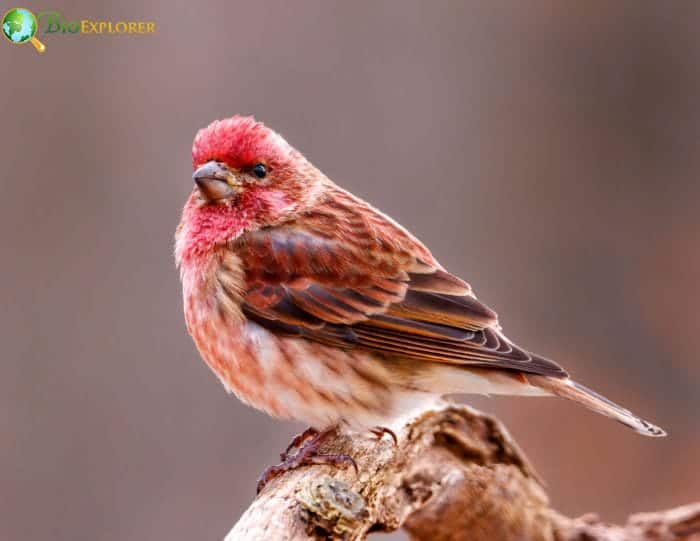 Purple Finch Purple Finch