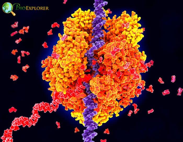 RNA Molecules RNA Molecules