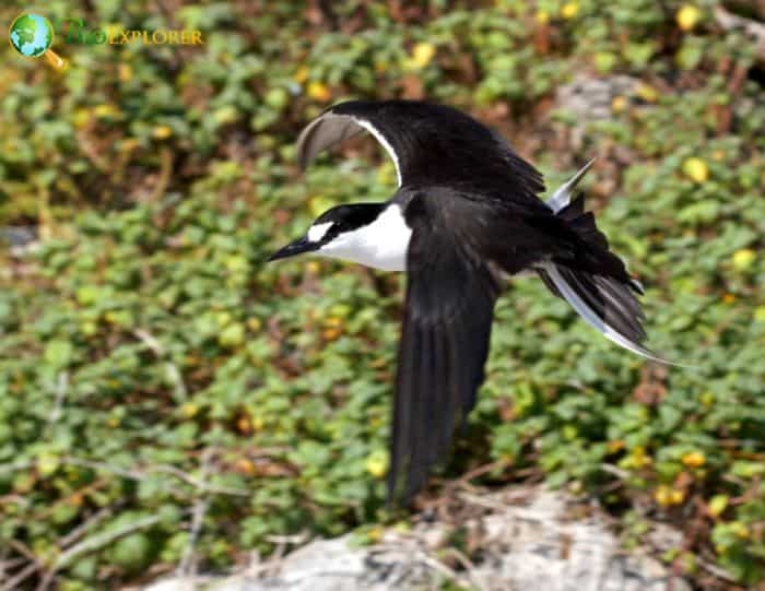 Sooty Tern Sleeps While Flying Sooty Tern Sleeps While Flying