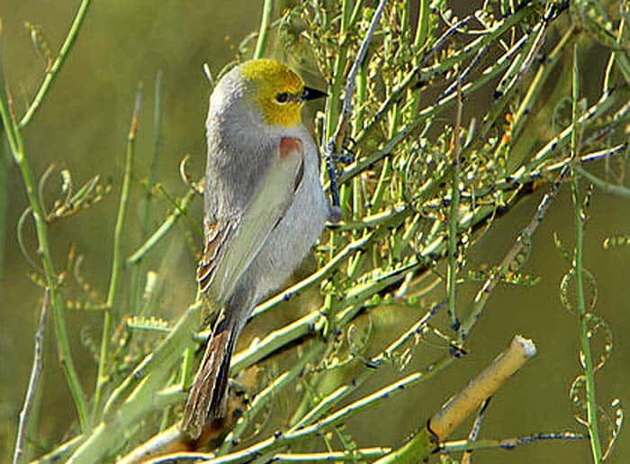 Verdin Verdin
