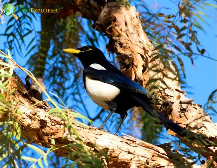 Yellow Billed Magpie Mate for Life Yellow Billed Magpie Mate for Life