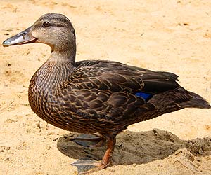 Black Duck (Anas rubripes) Black Duck (Anas rubripes)