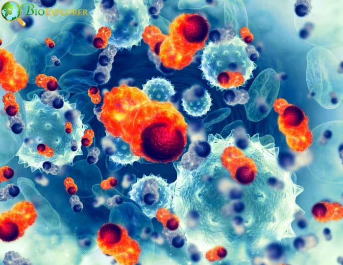 Cancer Cells Cancer Cells