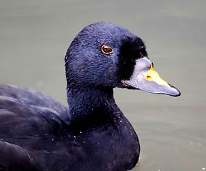 Common Scoter