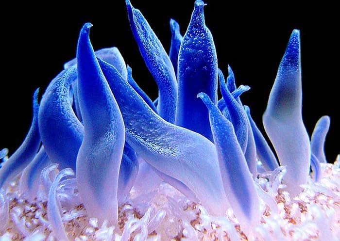 Coral reef (Underground nurseries) Coral reef (Underground nurseries)