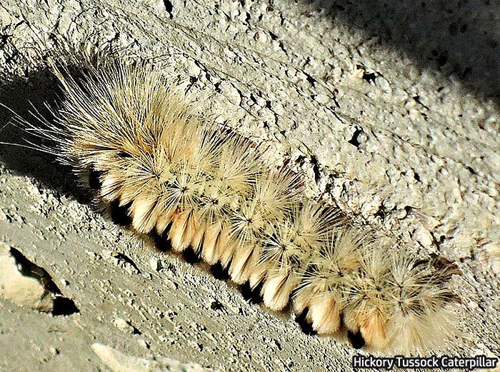 hickory tussock caterpillar hickory tussock caterpillar