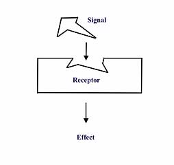 Hormone Receptor Hormone Receptor