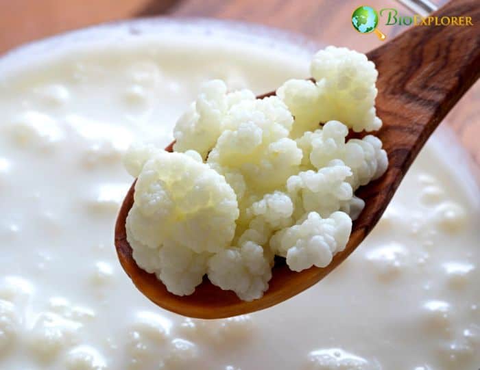 Kefir Grains Kefir Grains