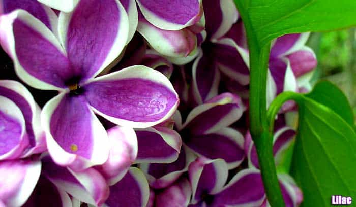 Lilac Lilac