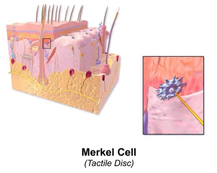 Cells Of The Epidermis 3 Layers Of The Skin Skin Cell Functions cells-of-the-epidermis-3-layers-of-the-skin-skin-cell-functions