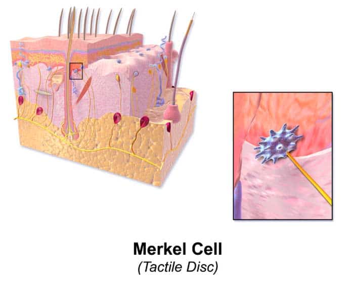Merkel Cells Merkel Cells