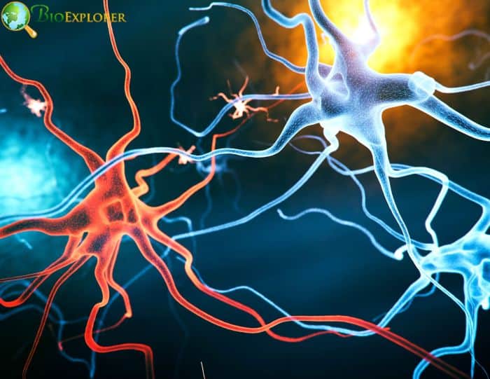Neurons and Microglia Neurons and Microglia