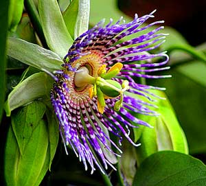 Best 18 Amazon Rainforest Plants Flowers Updated Rainforest Plants