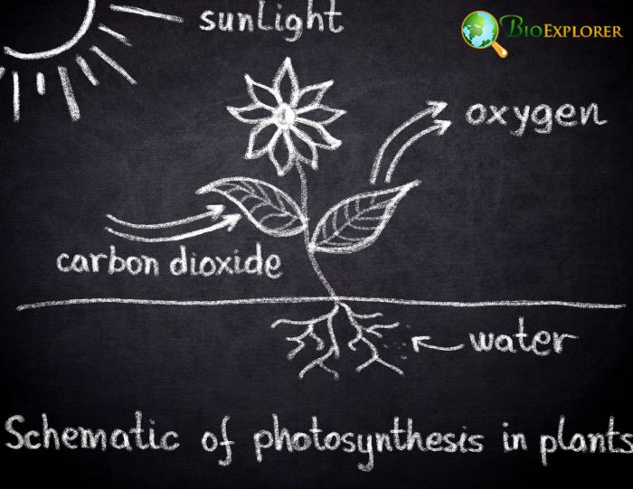 Photosynthesis Photosynthesis