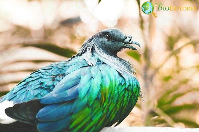 Pigeon Pigeon