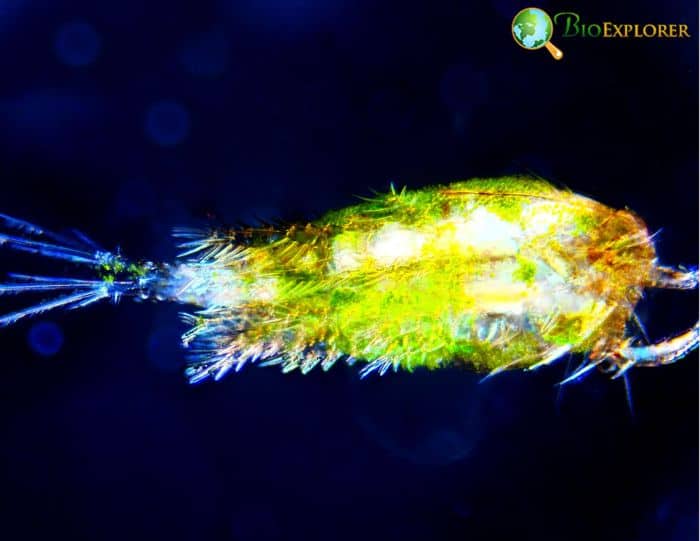 Plankton Plankton
