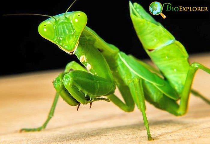 Praying Mantis Praying Mantis