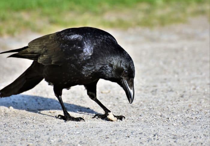 Raven unkindness Raven unkindness