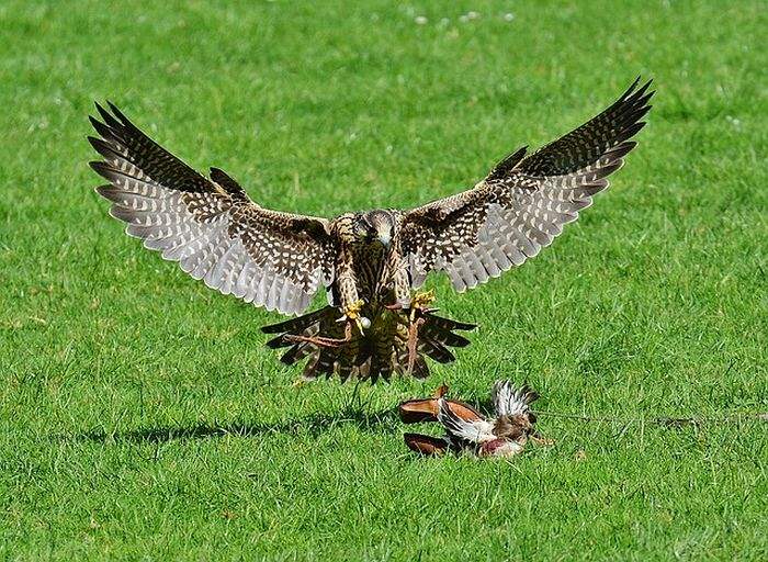 What Eats Woodpeckers Falcons