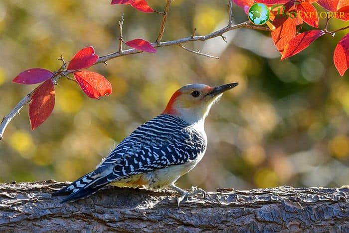 Red Bellied Woodpecker (Bird of Massachusetts) Red Bellied Woodpecker (Bird of Massachusetts)