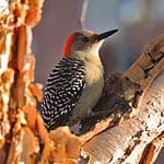 Red-bellied Woodpecker In Massachusetts Red-bellied Woodpecker In Massachusetts