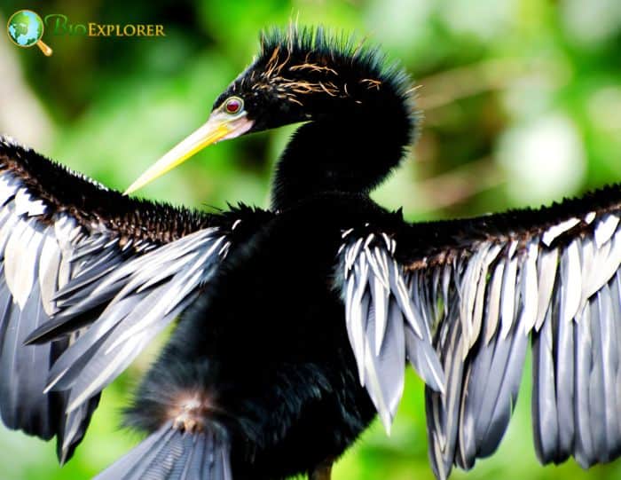Anhinga The Sky Is The Limit Anhinga The Sky Is The Limit