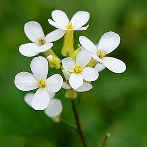 Arabidopsis Thaliana Arabidopsis Thaliana