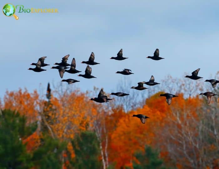 Black Scoters As Molt Migrants