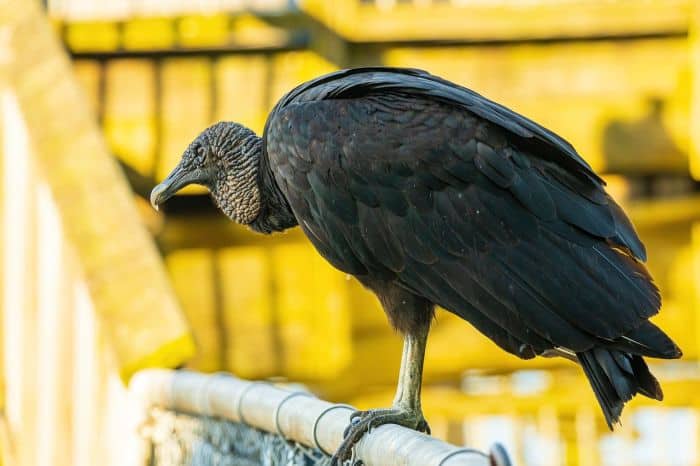 Black Vultures Are Potent Detectives Black Vultures Are Potent Detectives
