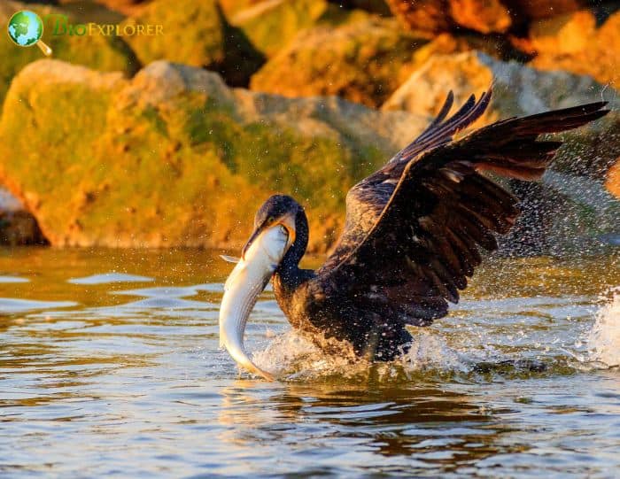 Brandt's Cormorants love eating fish Brandt's Cormorants love eating fish
