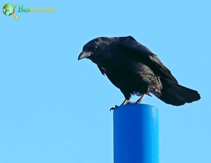 Carrion Crows Permanent Settlement Carrion Crows Permanent Settlement