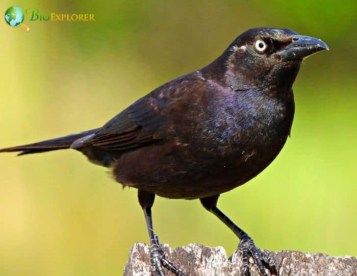 Common Grackles Sometimes Use Pre Built Nests Common Grackles Sometimes Use Pre Built Nests