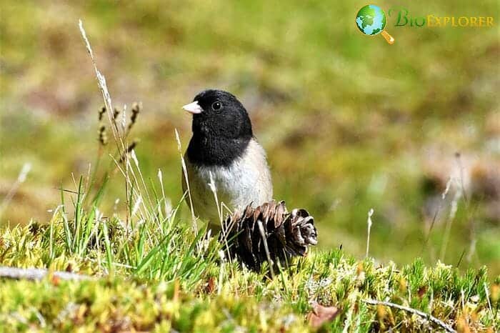 Dark-Eyed Junco (An Oregon Bird) Dark-Eyed Junco (An Oregon Bird)