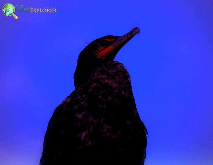 Double-crested Cormorants have a love for trash Double-crested Cormorants have a love for trash